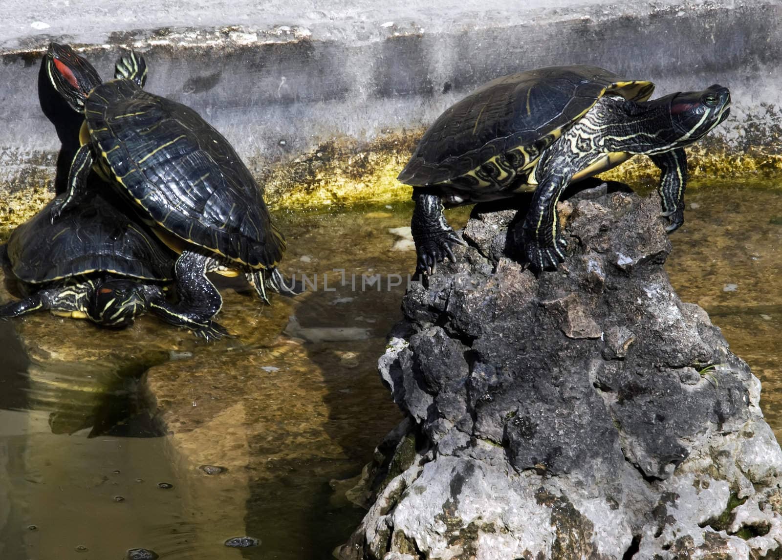 Turtles basking in sunlight   