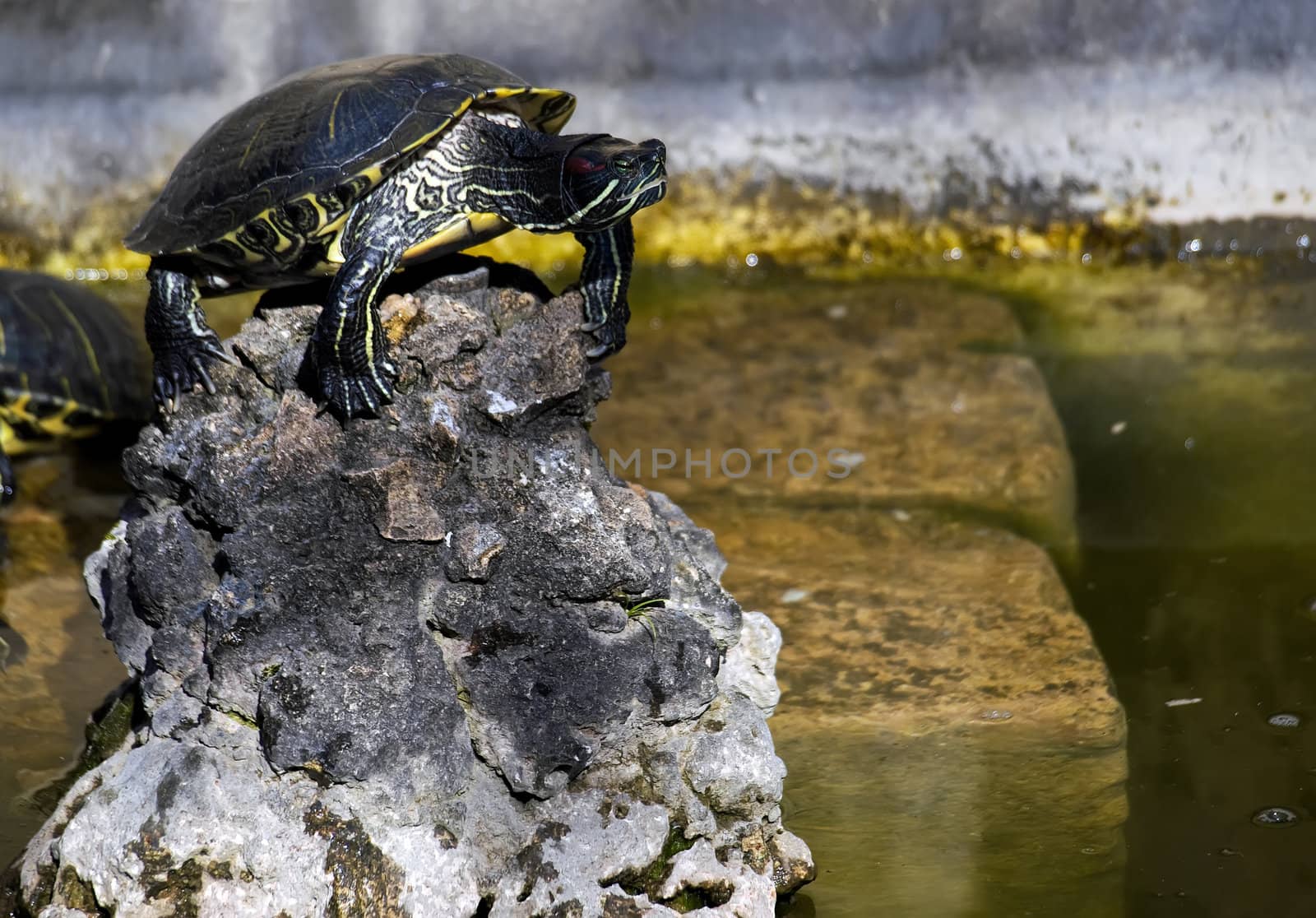 Turtle perched on rocks basking in sunlight   