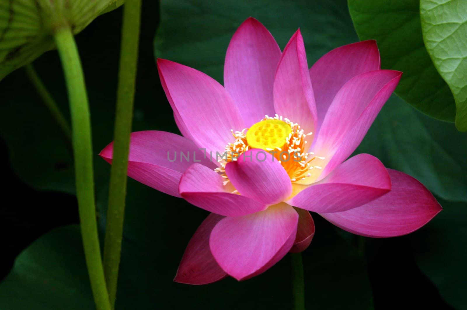 The growth of the lotus pond 