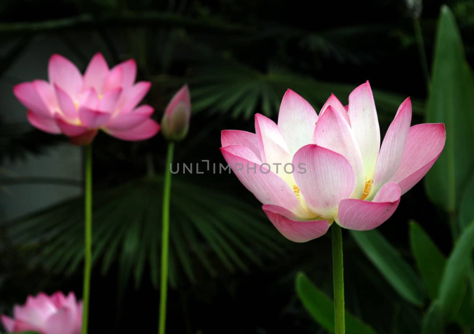 The growth of the lotus pond 