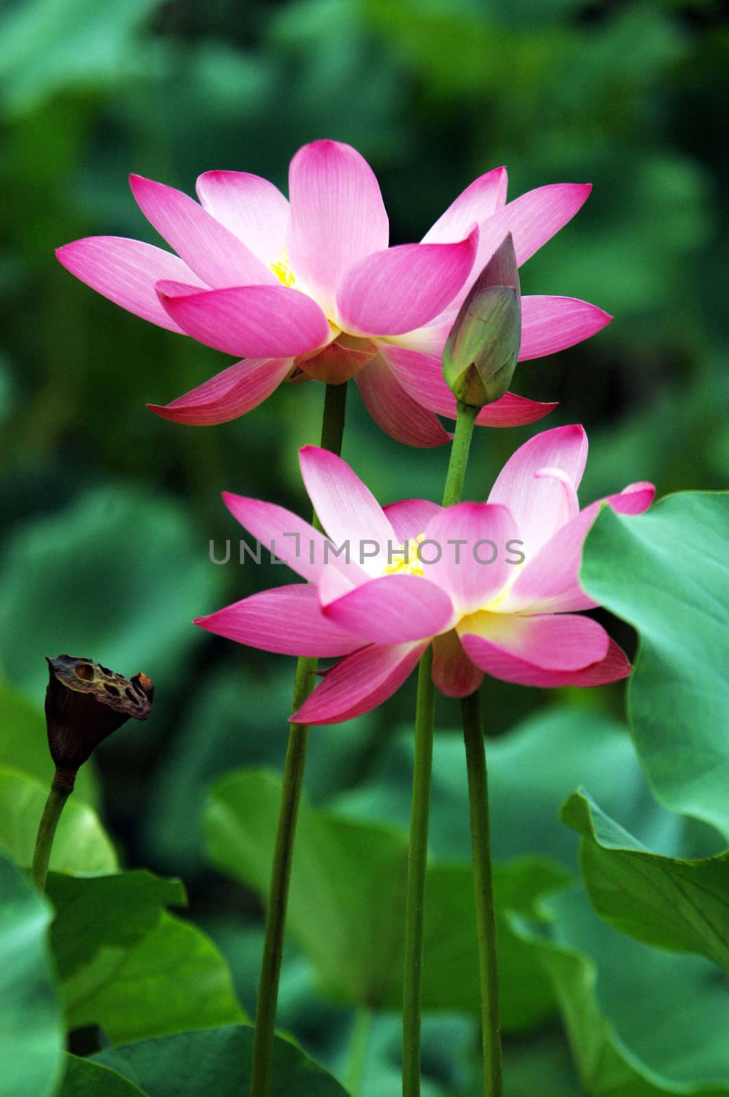 The growth of the lotus pond 