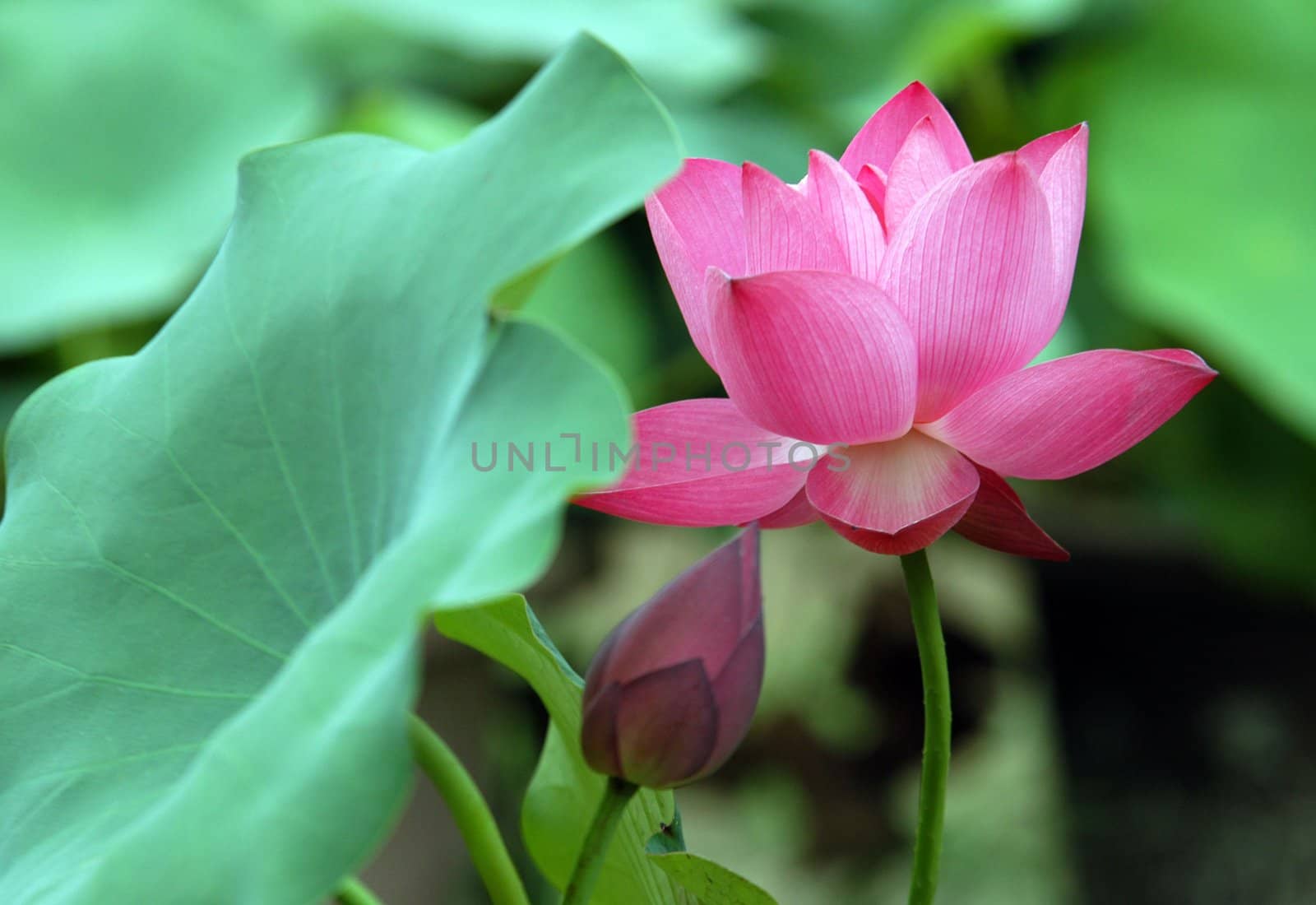 The growth of the lotus pond 