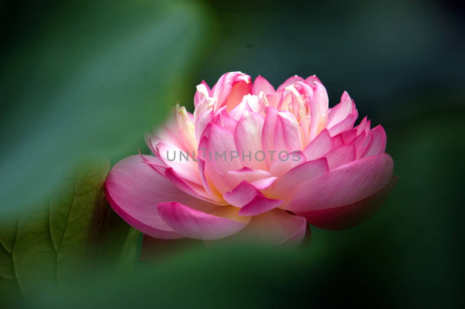 The growth of the lotus pond 