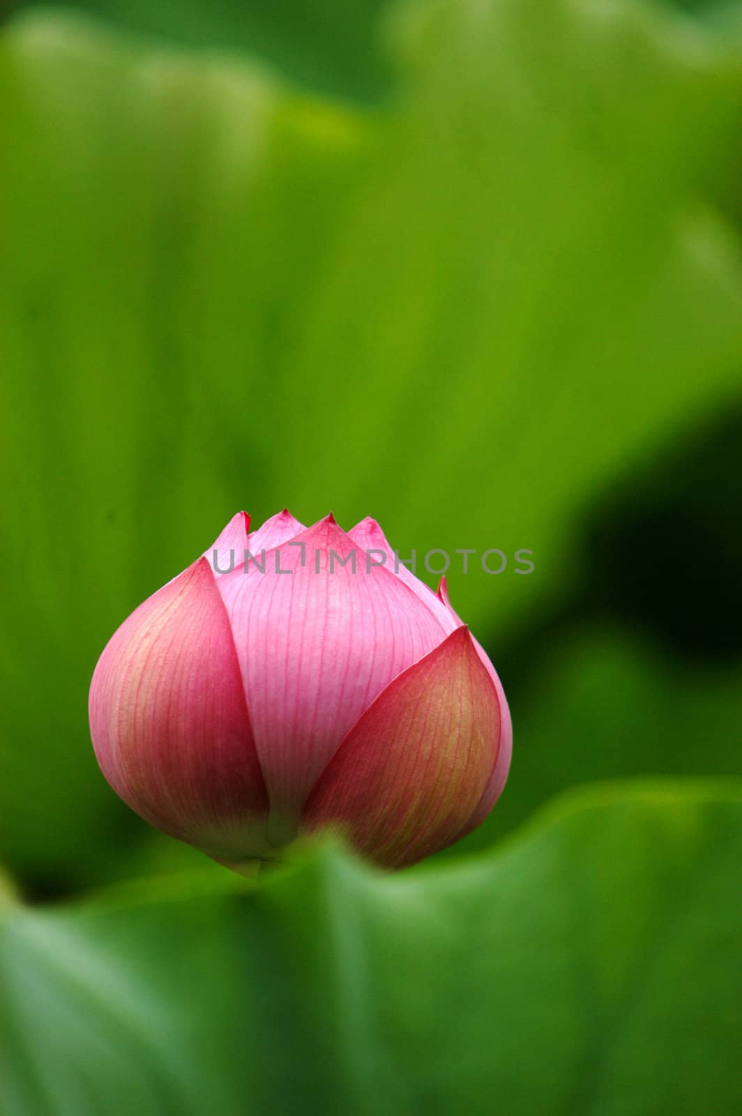 The growth of the lotus pond 