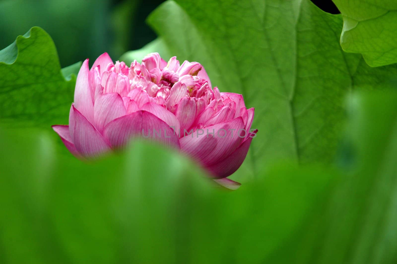 The growth of the lotus pond 