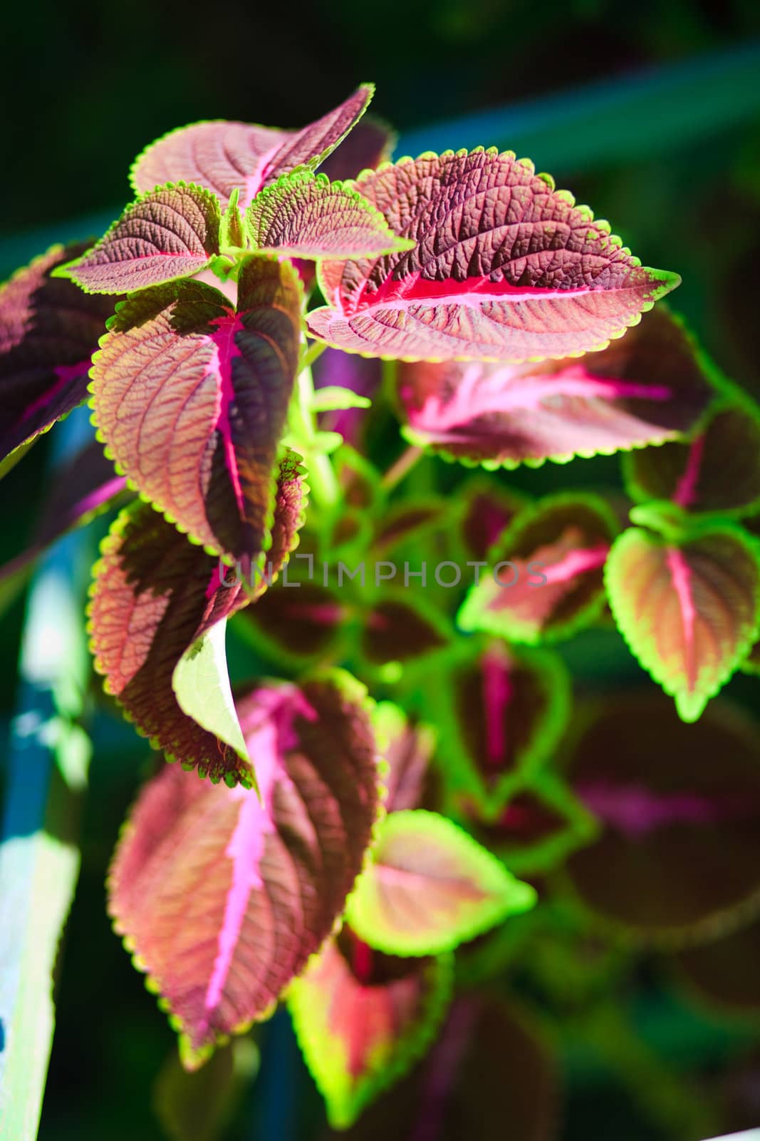 Fresh green leaves on blur background