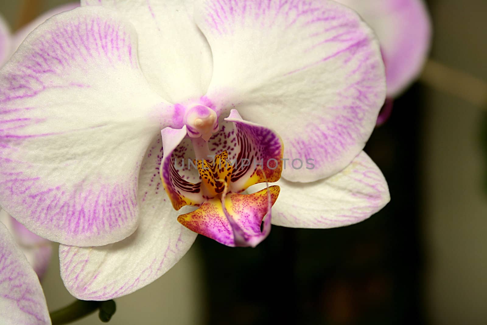Orchid by VIPDesignUSA