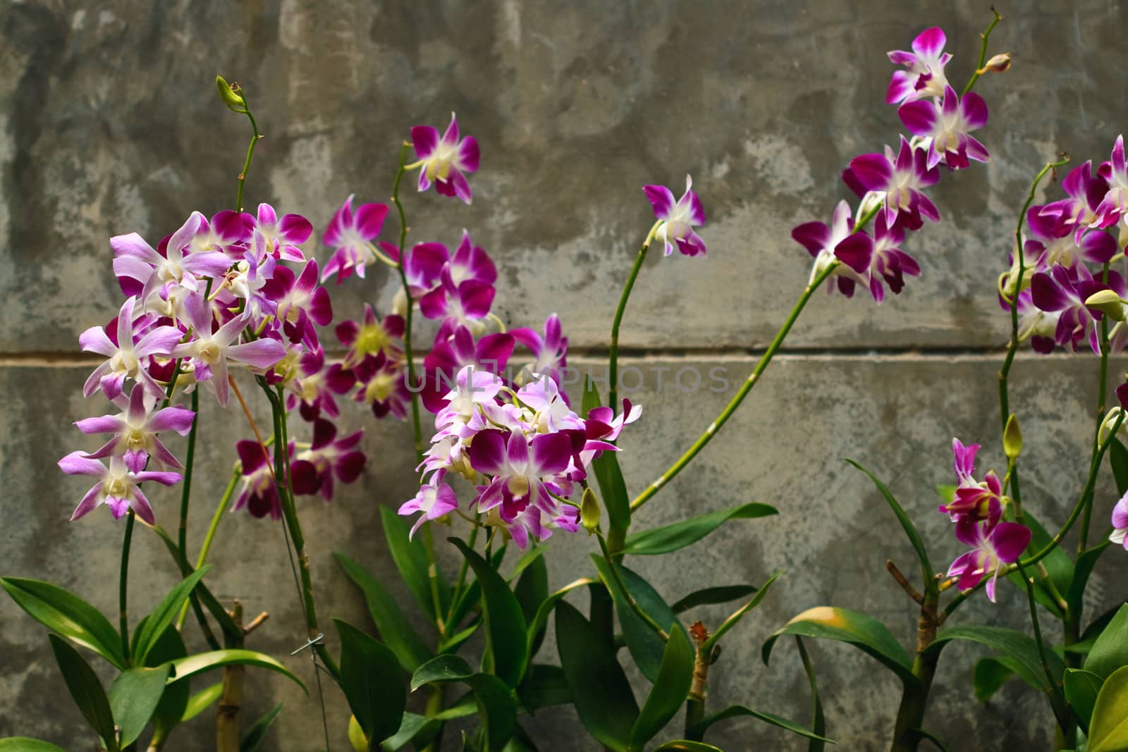 Orchids by azschach