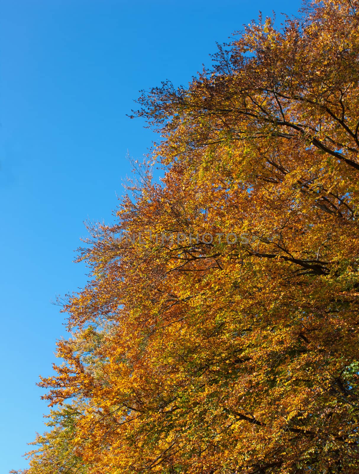 Leaves in golden sunlight