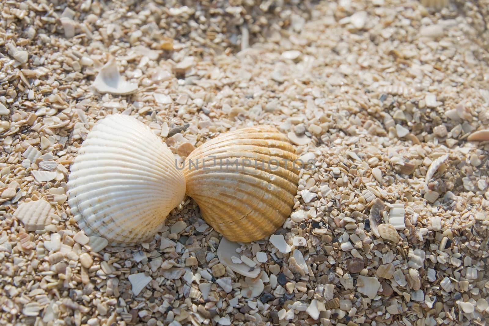 Two seashells kissing by Goodday