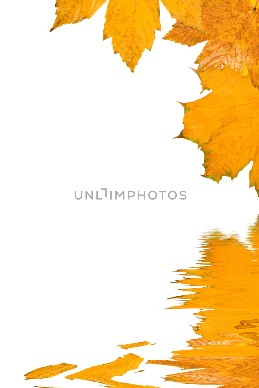 Beautiful golden leaves in autumn by juweber