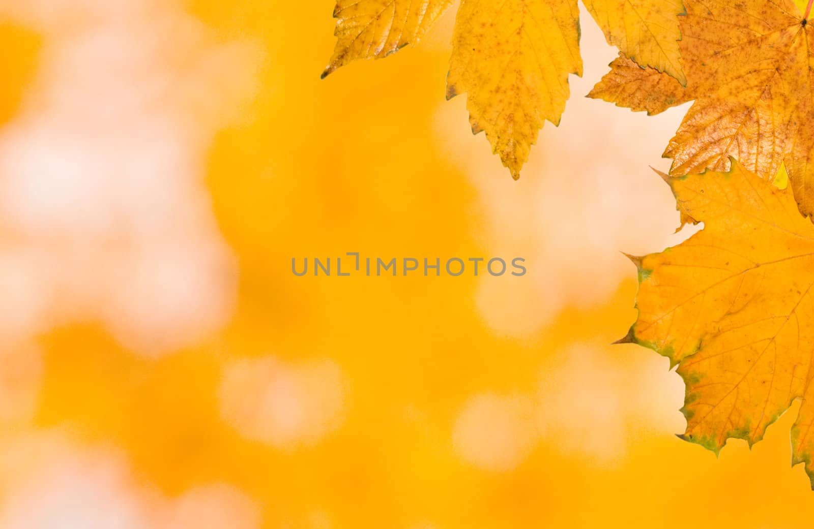 Beautiful leaves in autumn