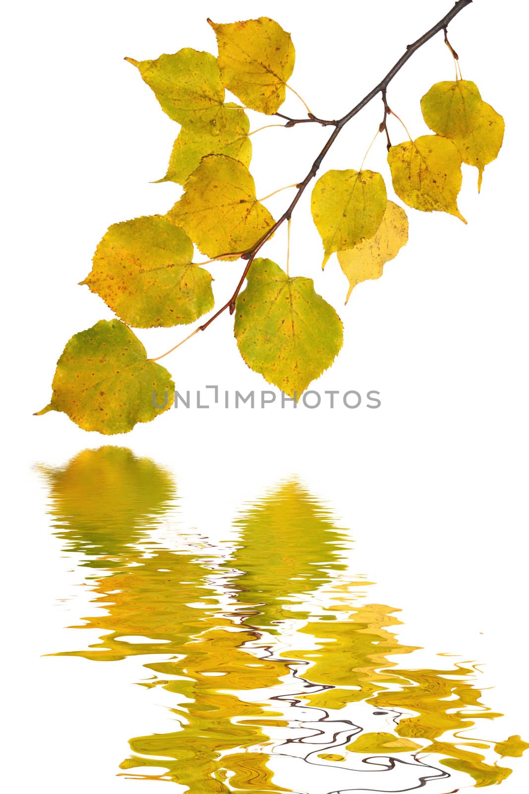 Beautiful golden leaves in autumn