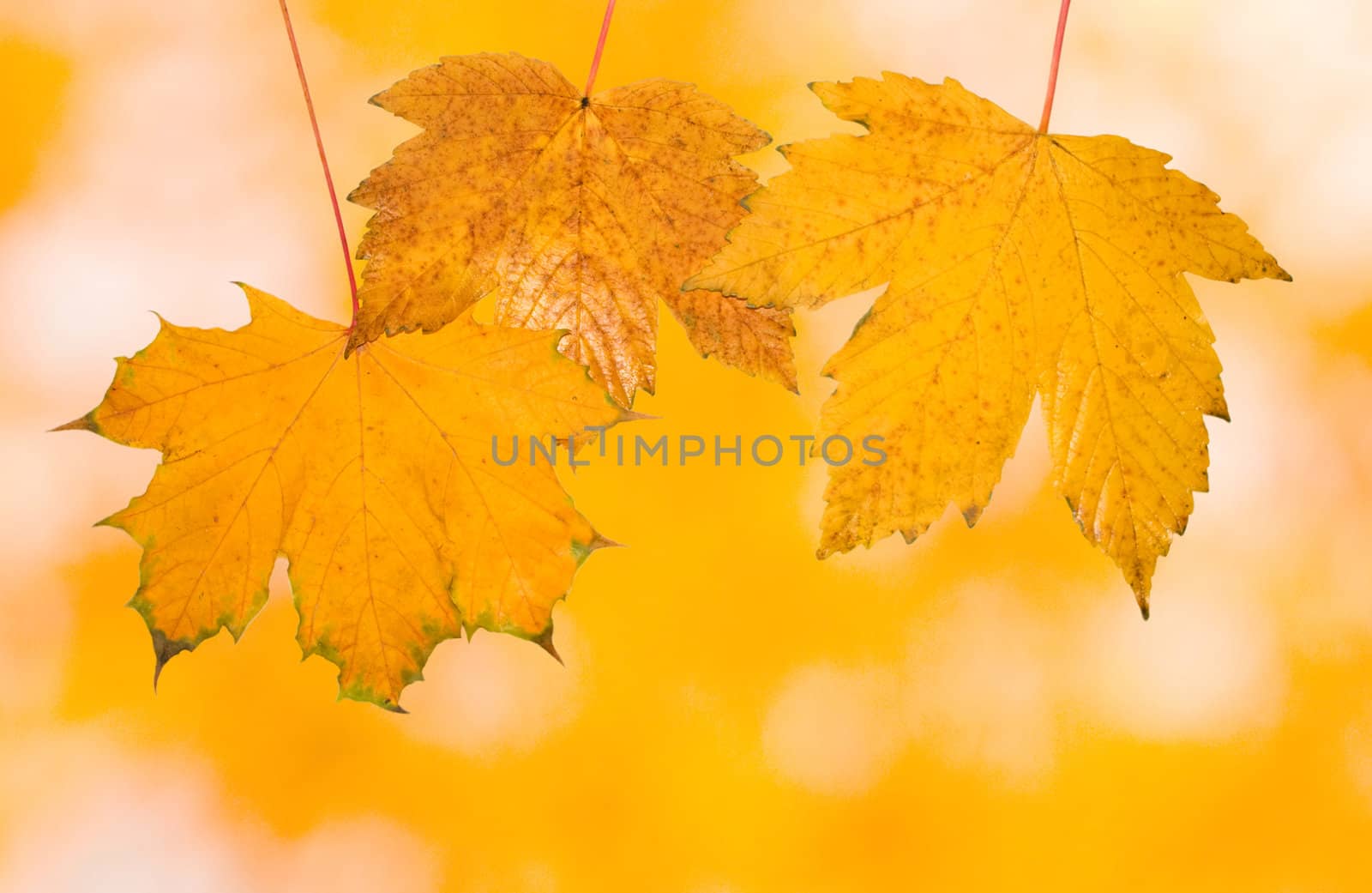 Beautiful leaves in autumn