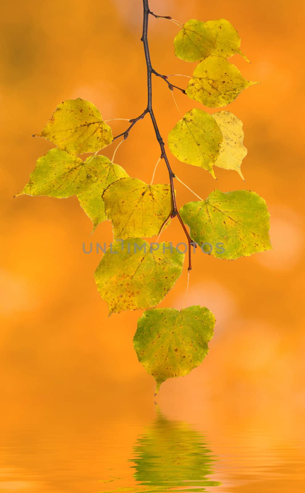 Beautiful leaves in autumn