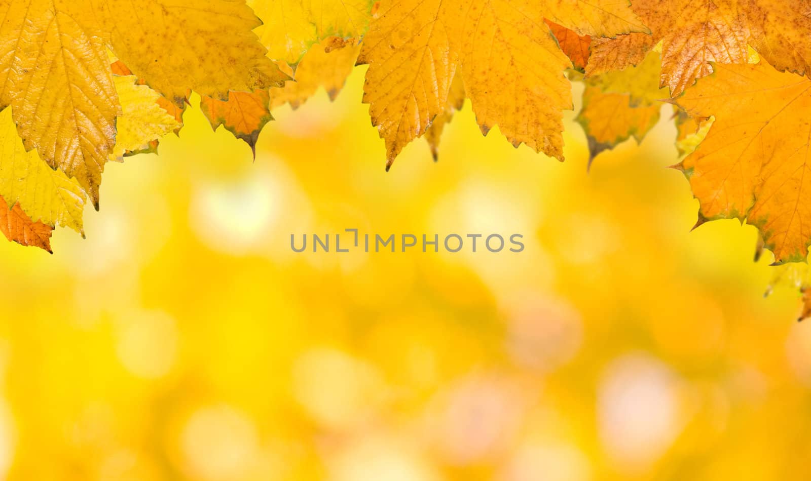 Beautiful leaves in autumn by juweber