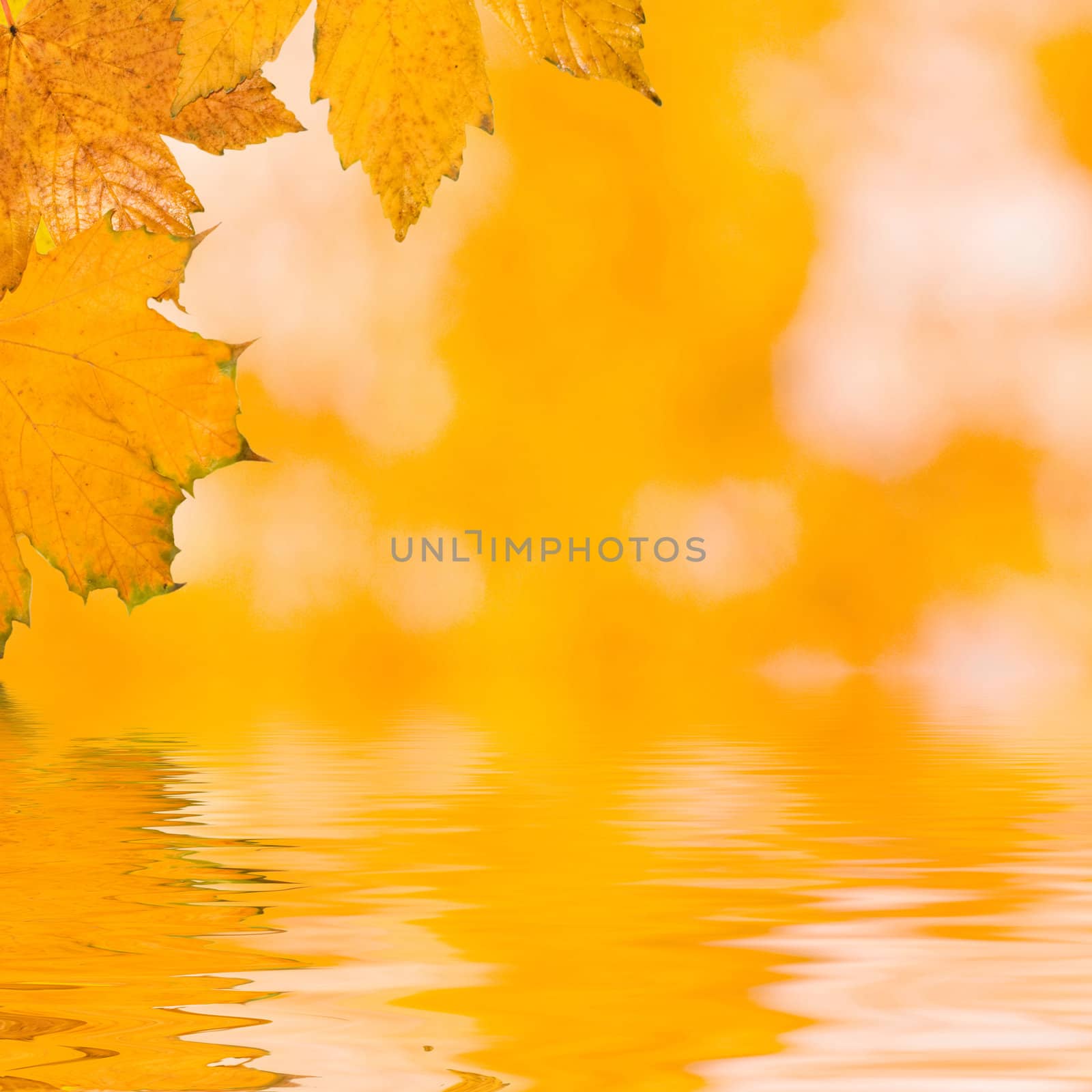 Beautiful golden leaves in autumn