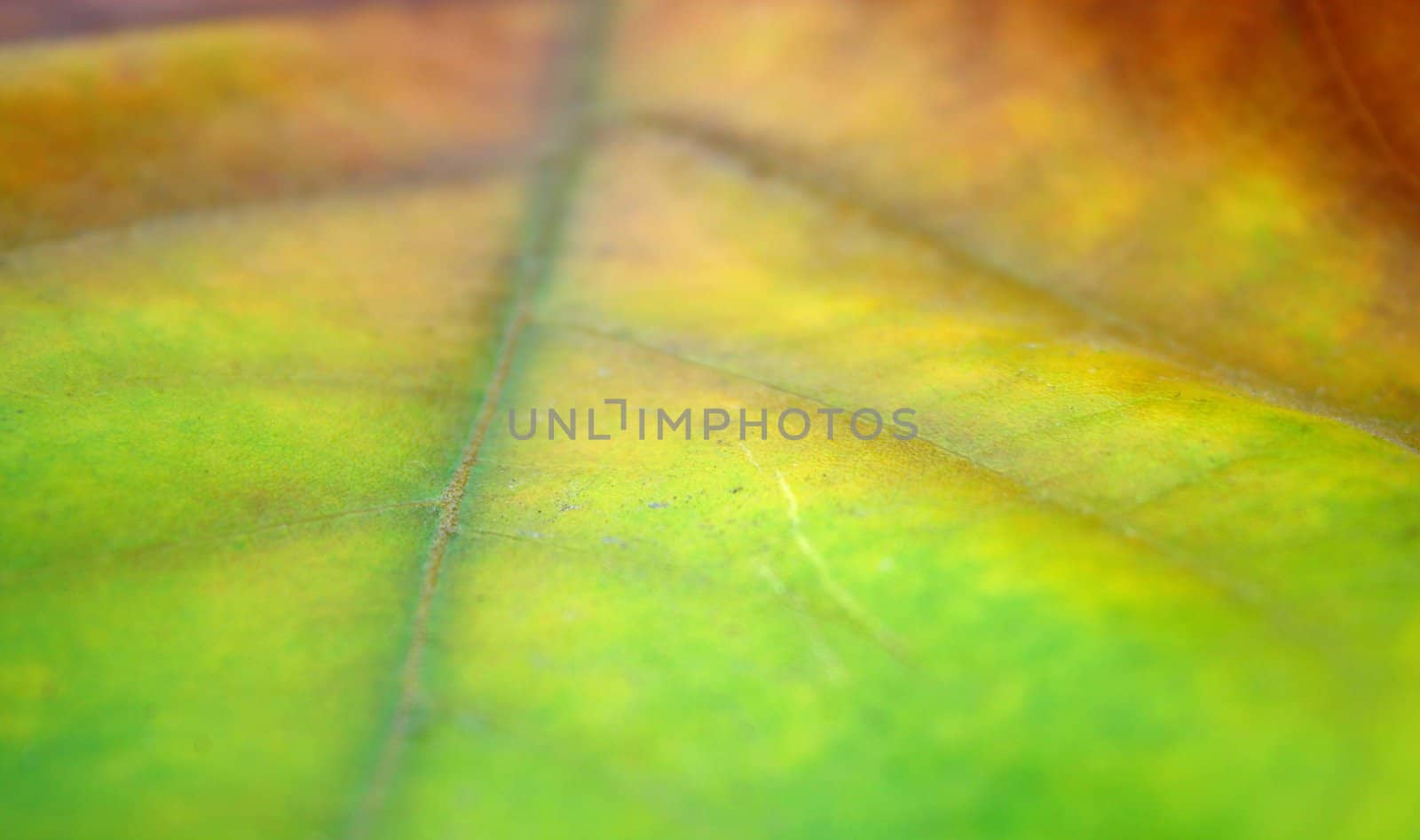 Beautiful leaves in autumn