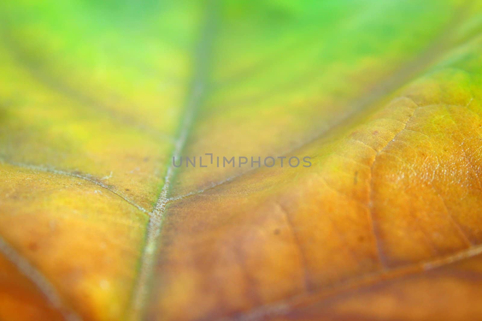 Beautiful leaves in autumn