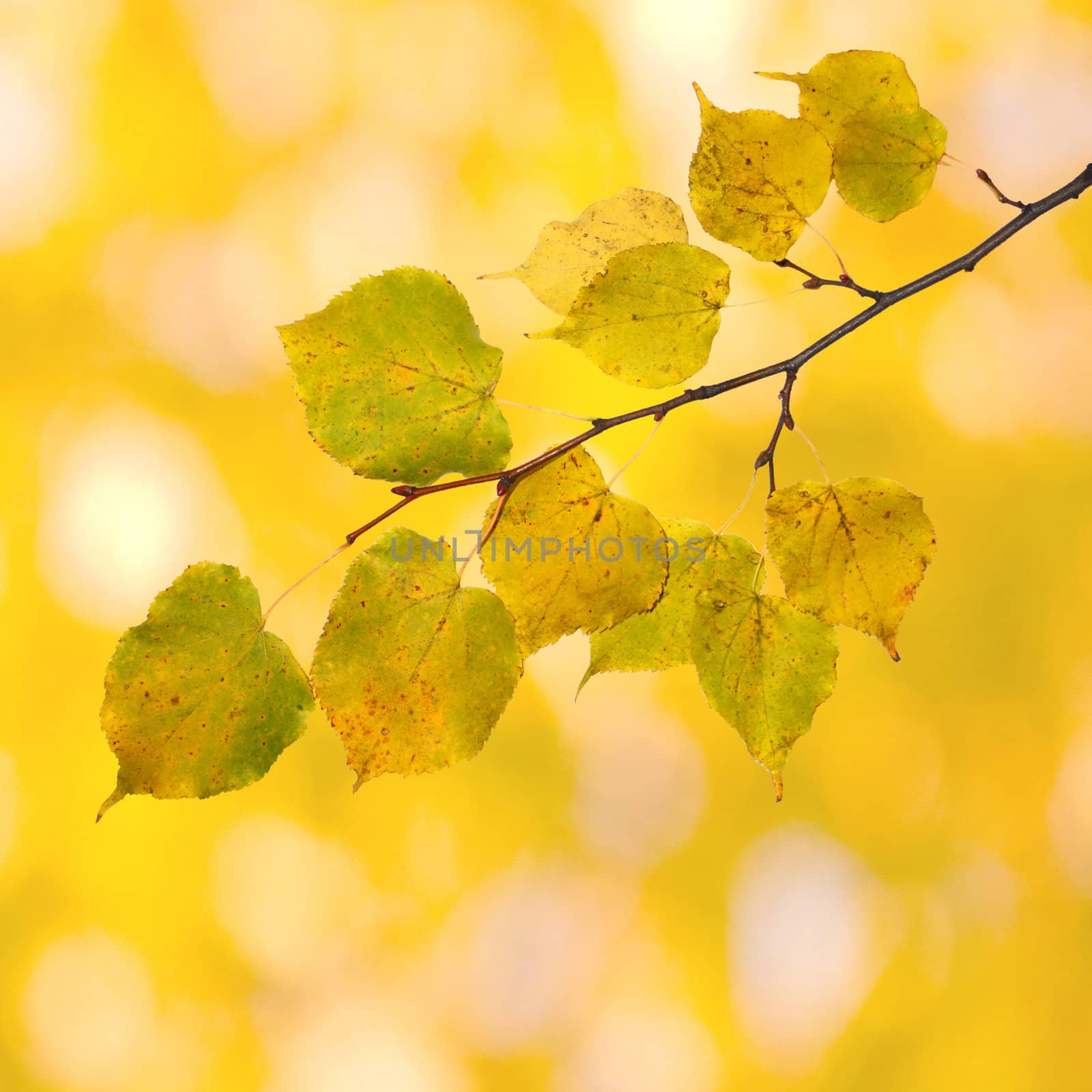 Beautiful leaves in autumn