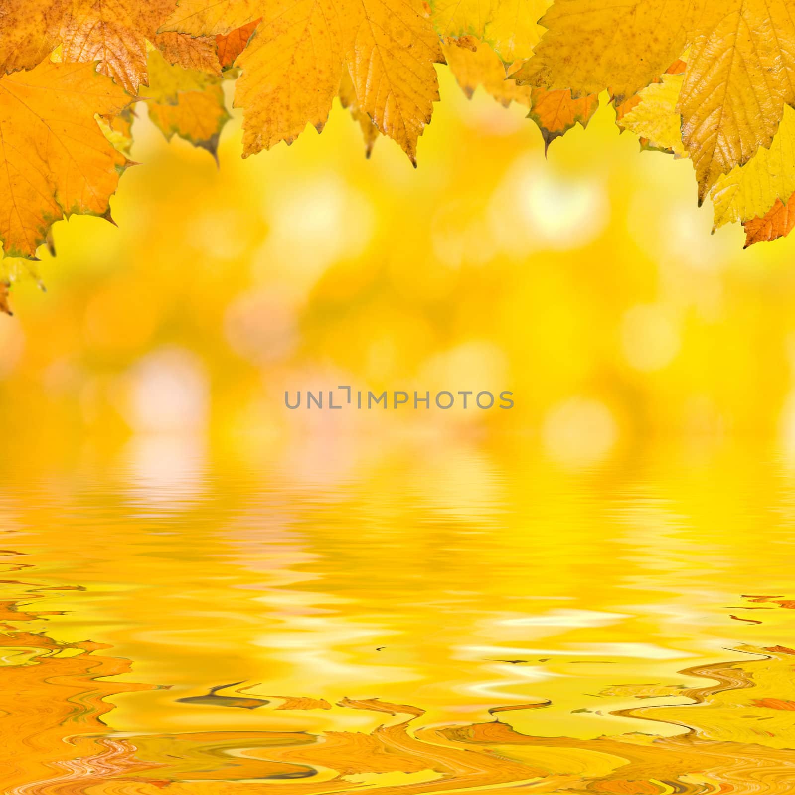 Beautiful golden leaves in autumn by juweber