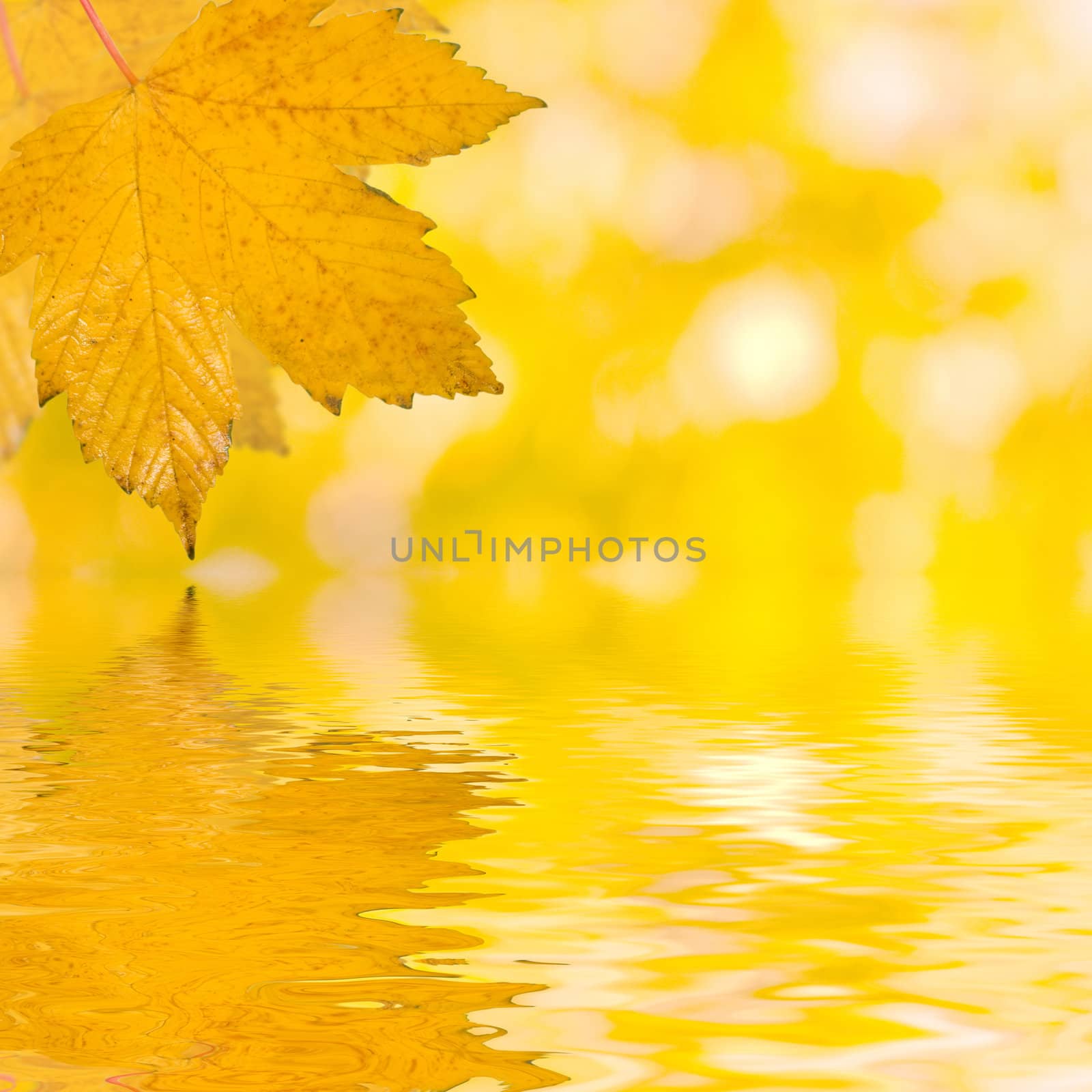 Beautiful golden leaves in autumn