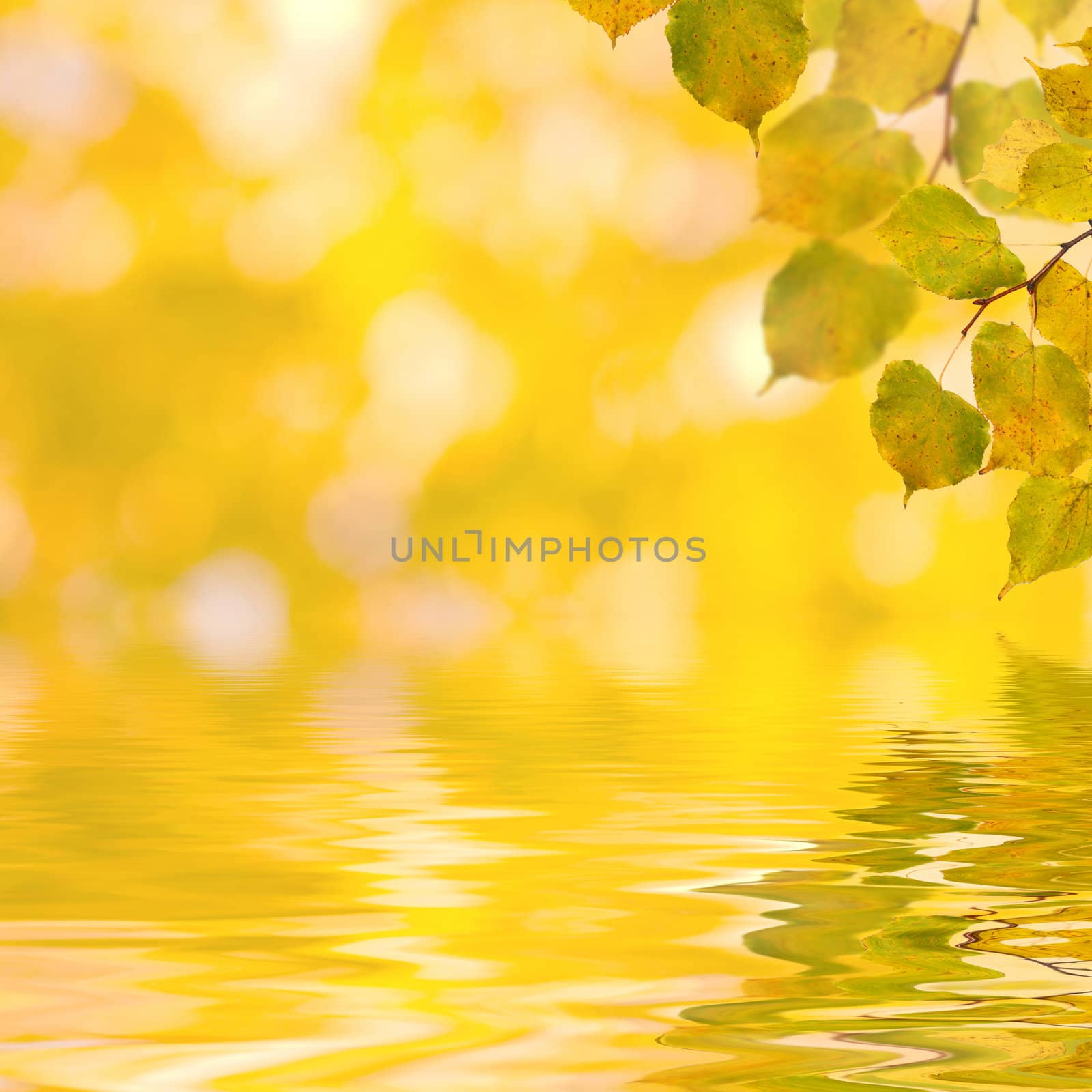 Beautiful golden leaves in autumn