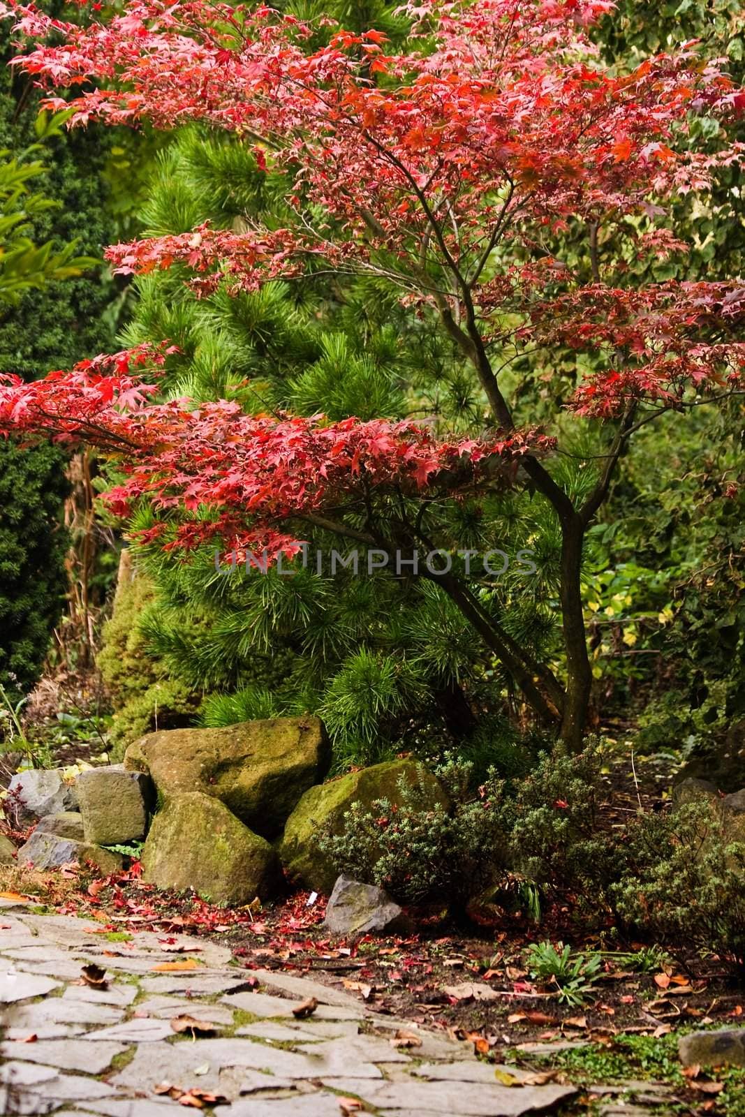 Chinese garden in autumn with flagstones path and red colored tree