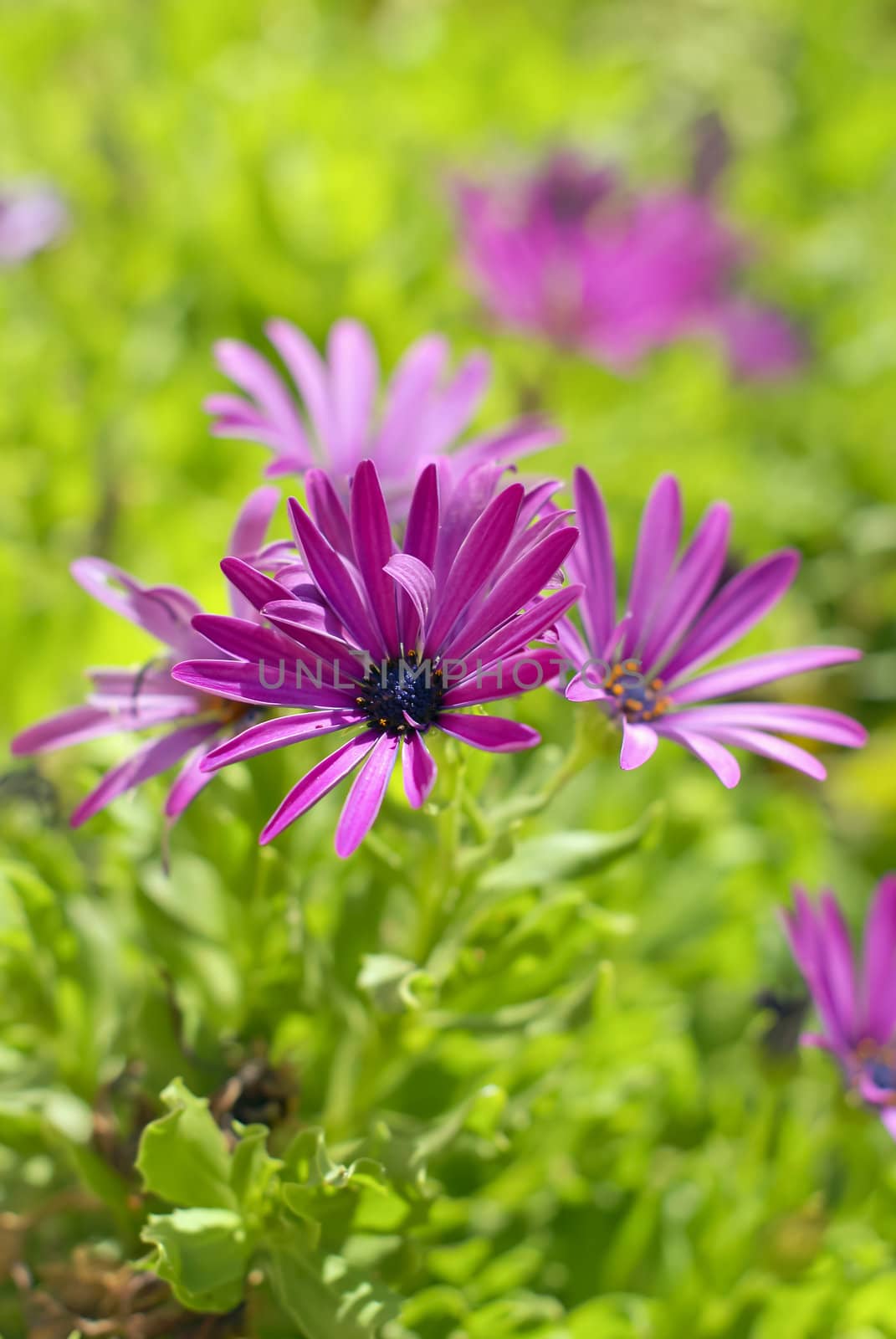 African Daisy Flower by Vac