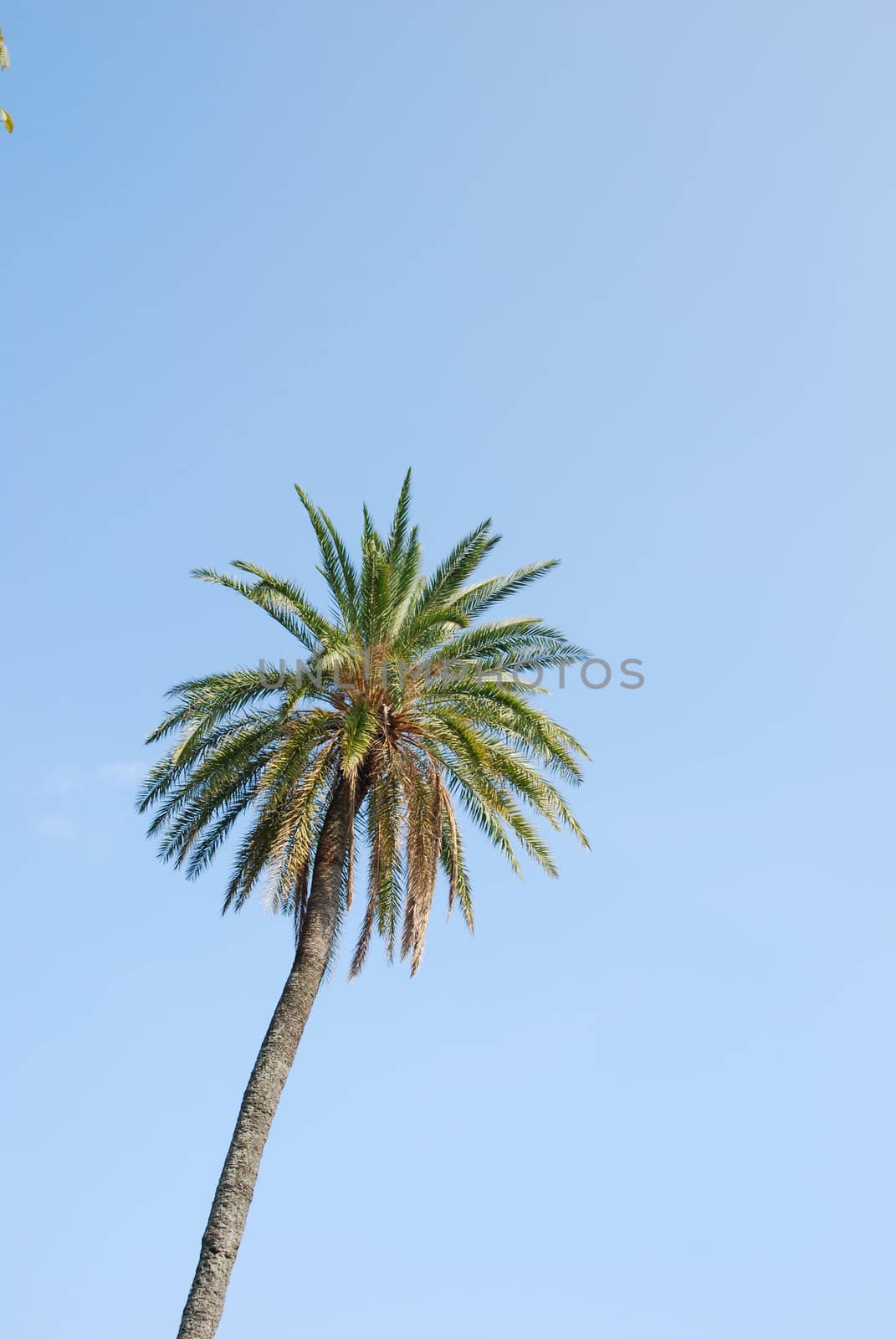 Palm tree with blue sky background by luissantos84