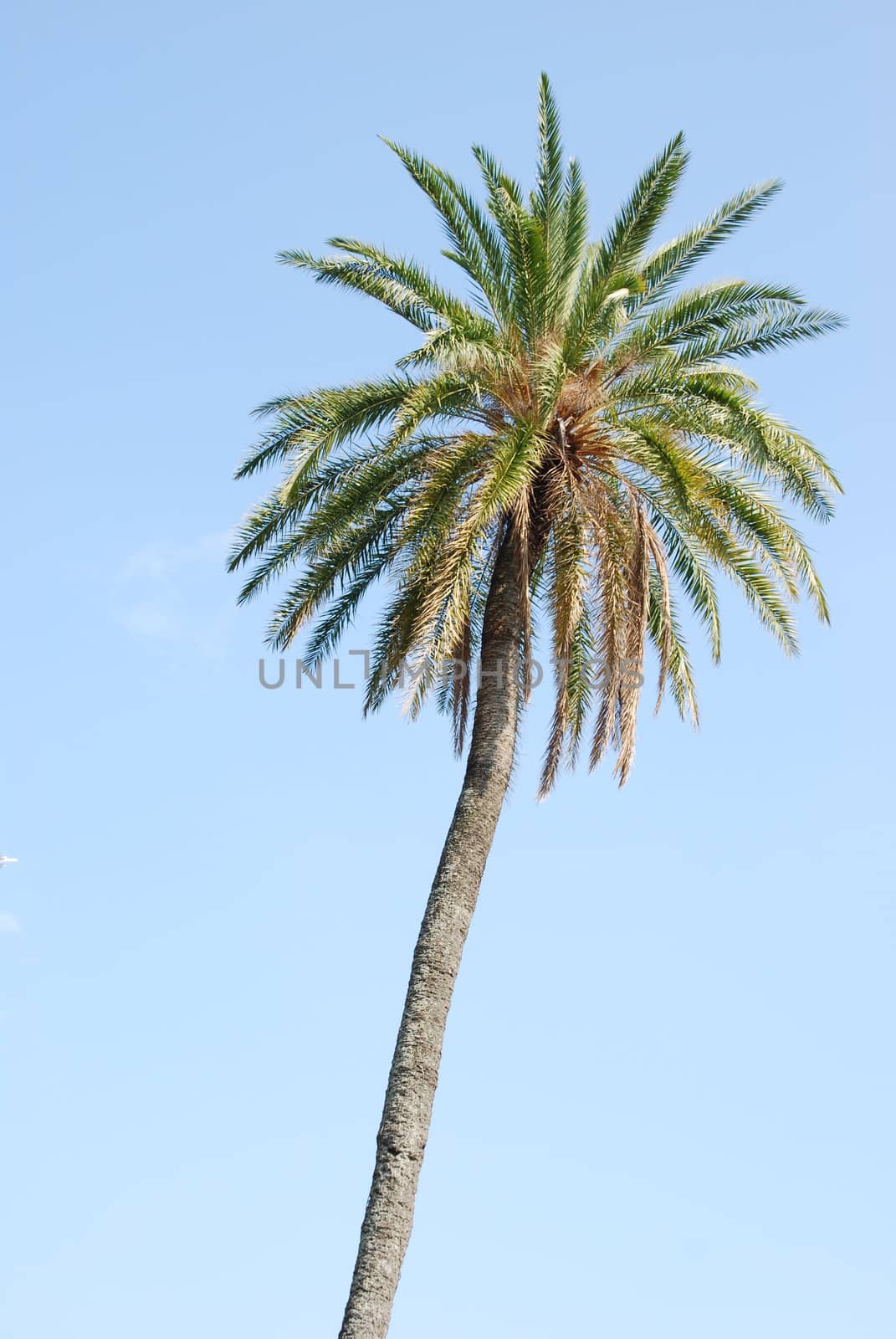 Palm tree with blue sky background by luissantos84