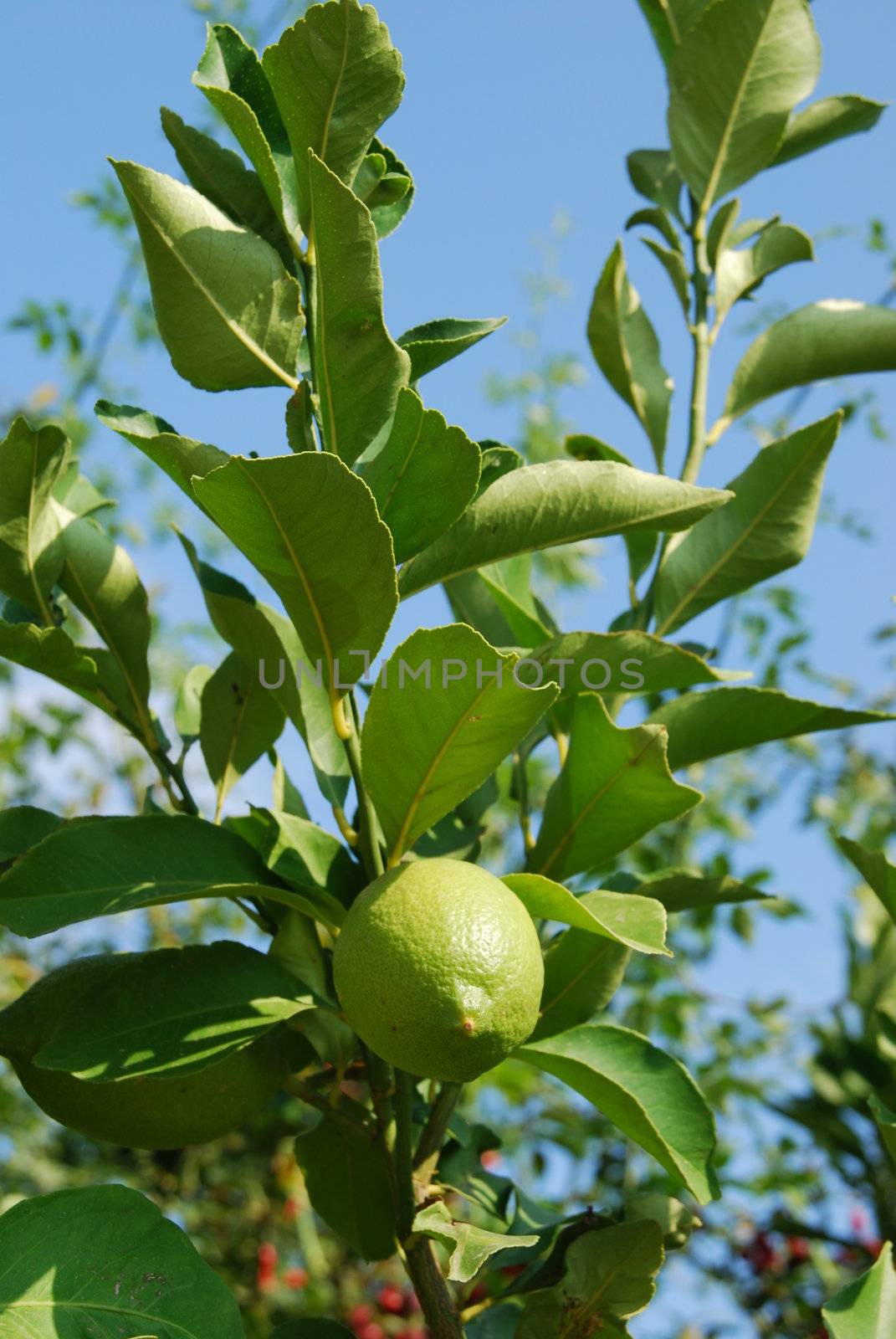 photo of a lemon tree branch with a green lemon