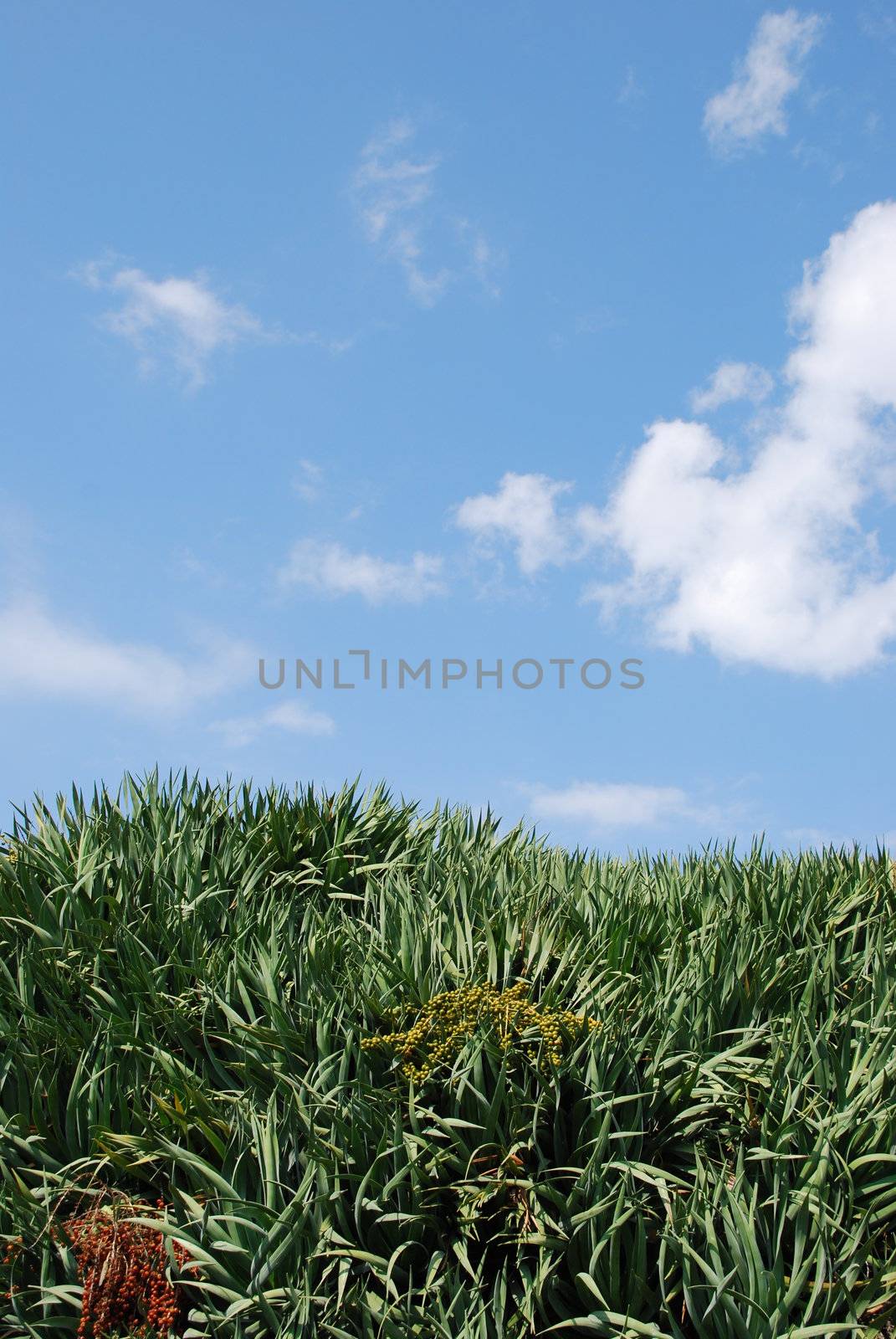 close up of a dracaena draco or dragon tree (blue sky background)