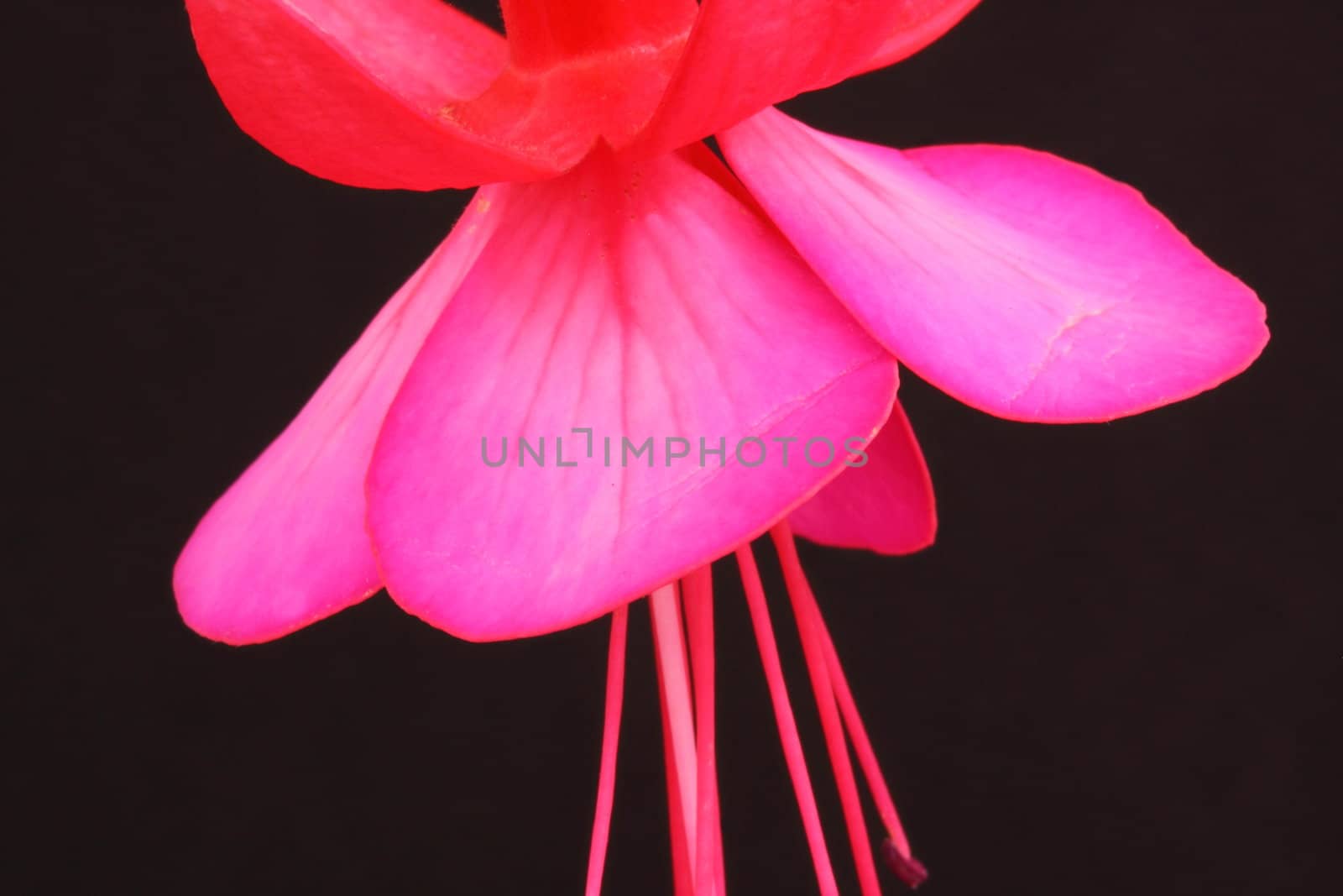 Fuchsia by mitzy