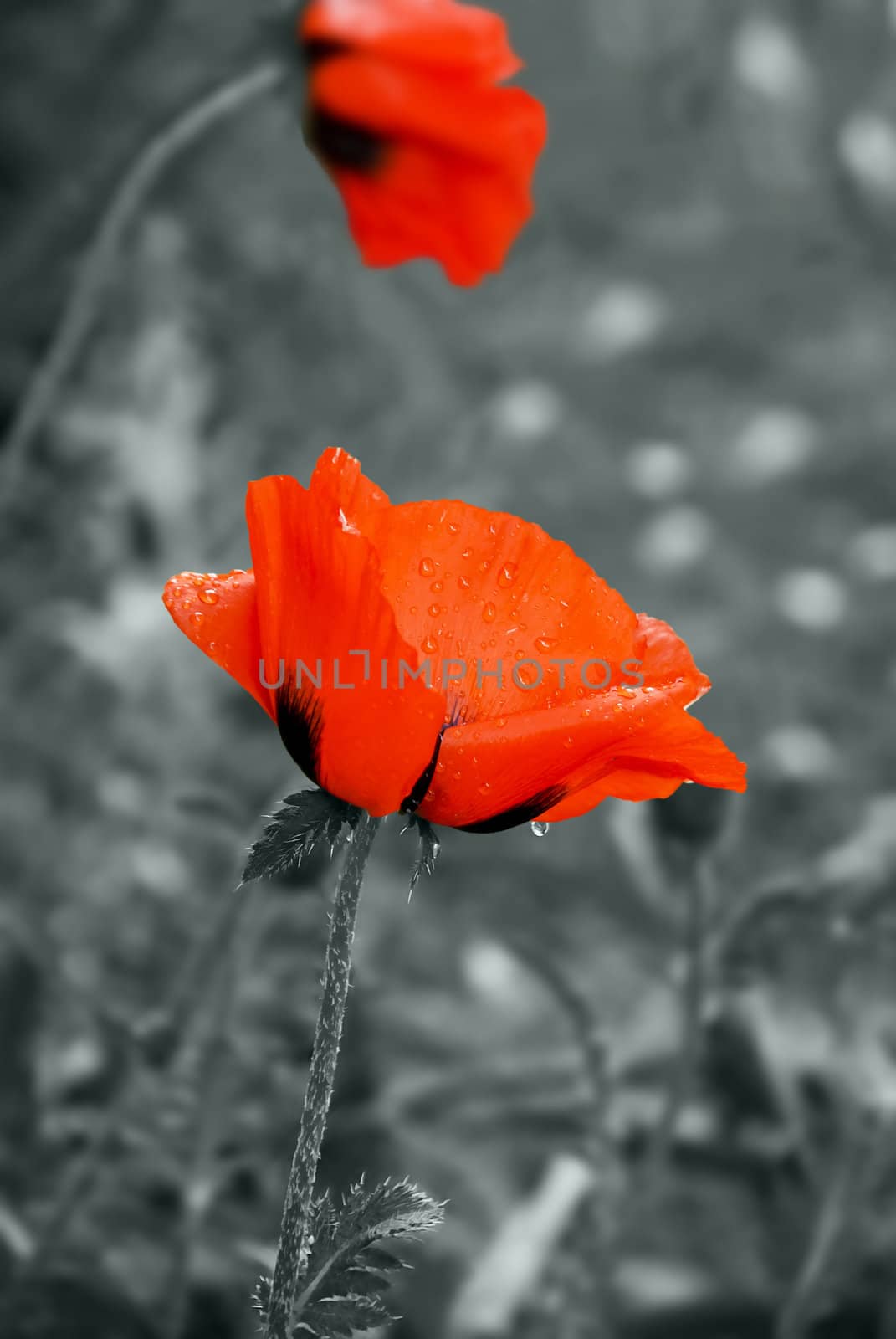 Red colorful poppy after the rain, grey background