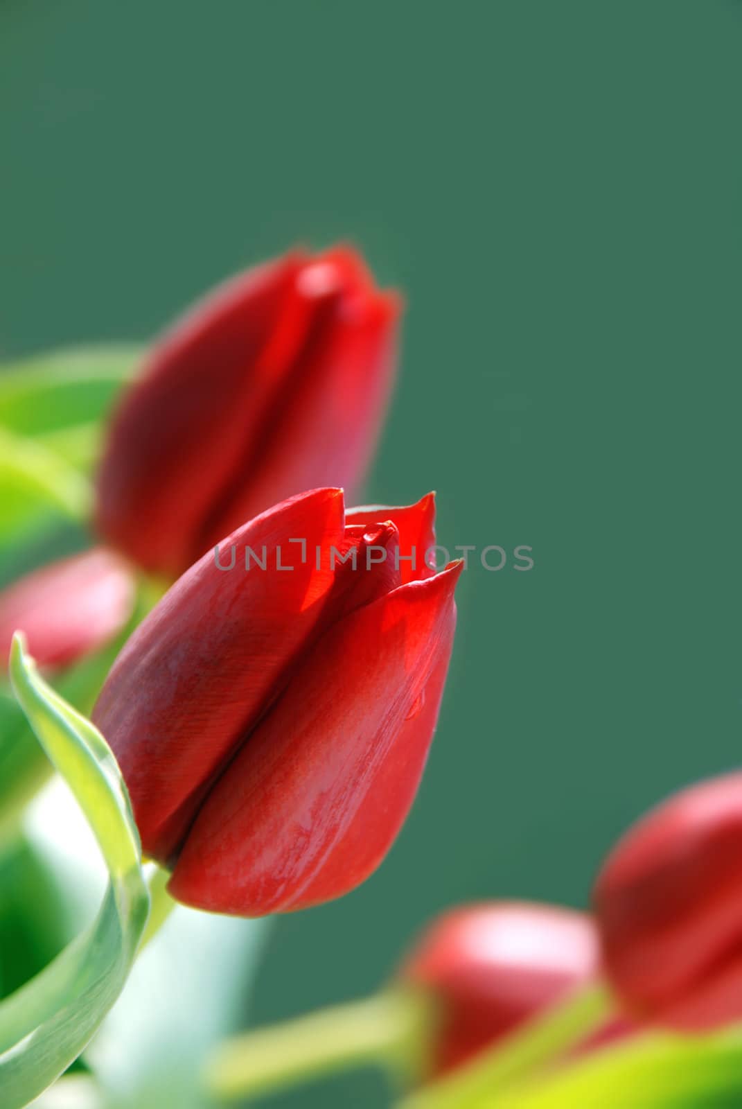 Bunch of red tulips on green backgound