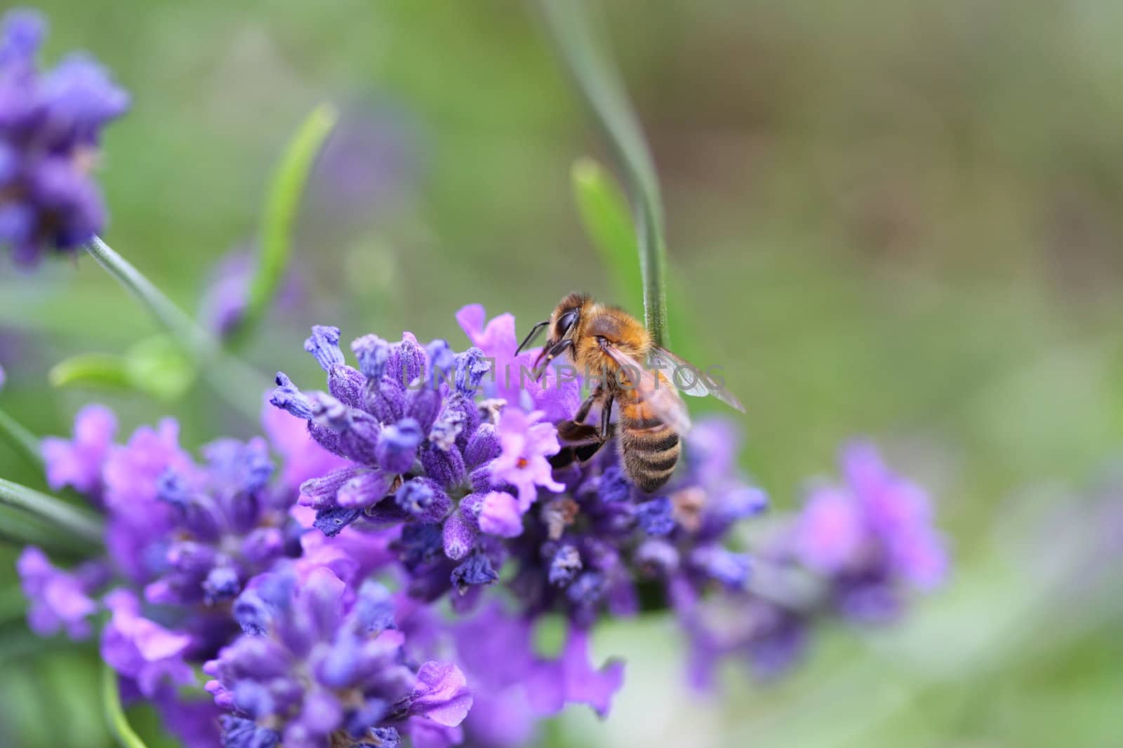 Honey bee on Lavender by mitzy