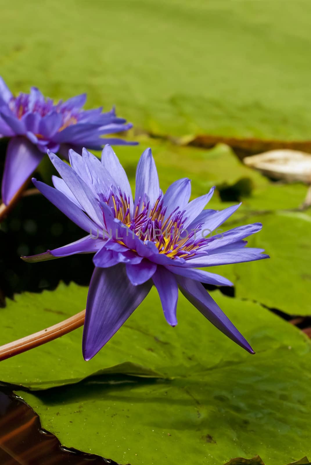 Purple water lillies on green leaves background