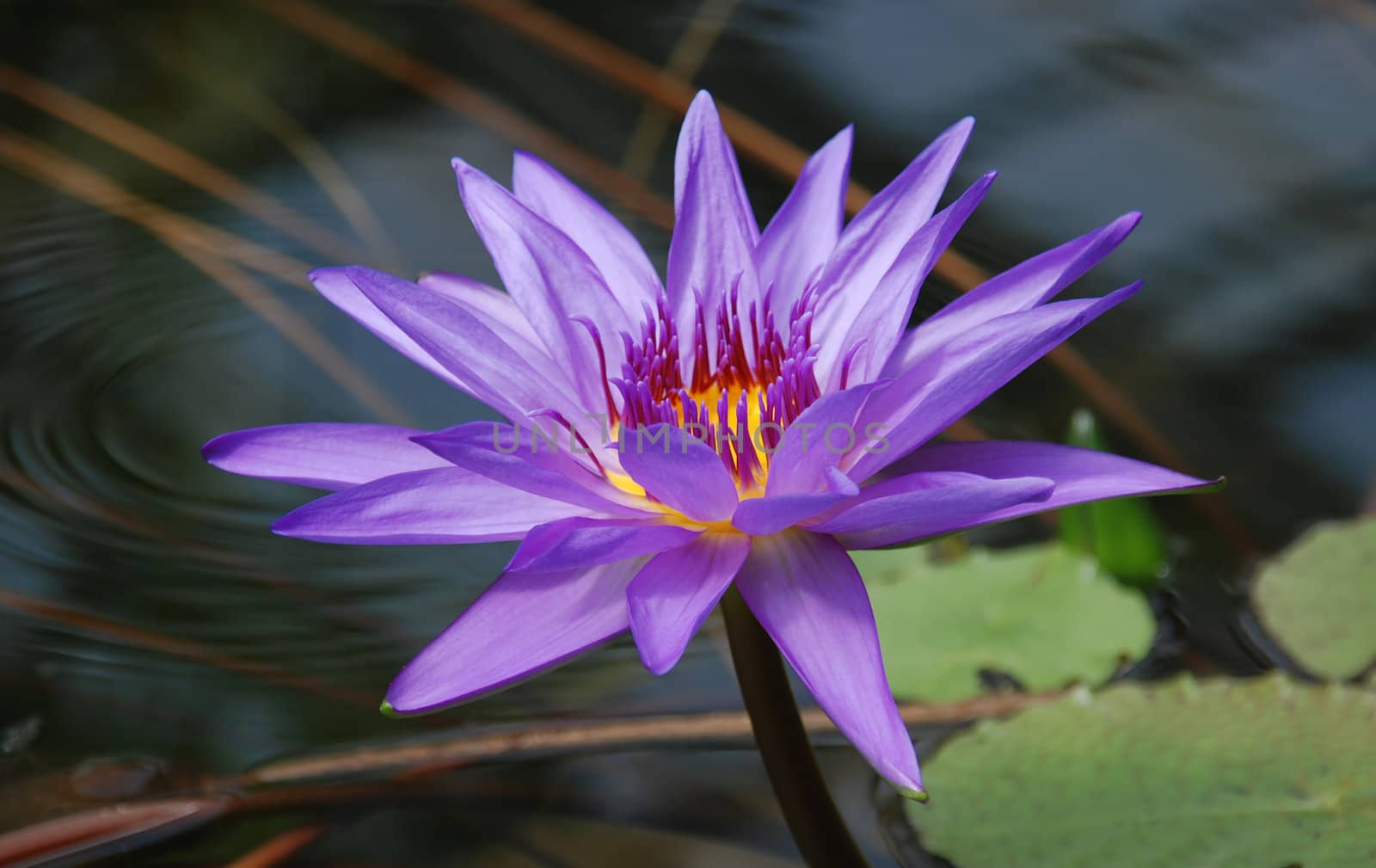 Purple water lilly on background of water circles