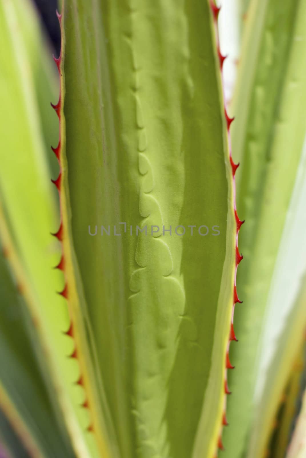 Detail of long leaf cactus plant with red thorns  (cactus phylum, aloe vera family)