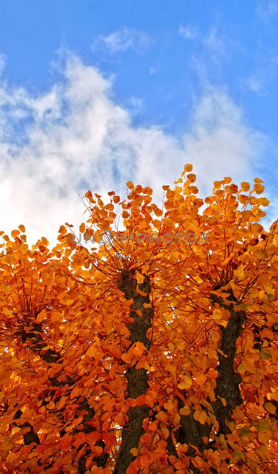 Golden trees on background of blue sky