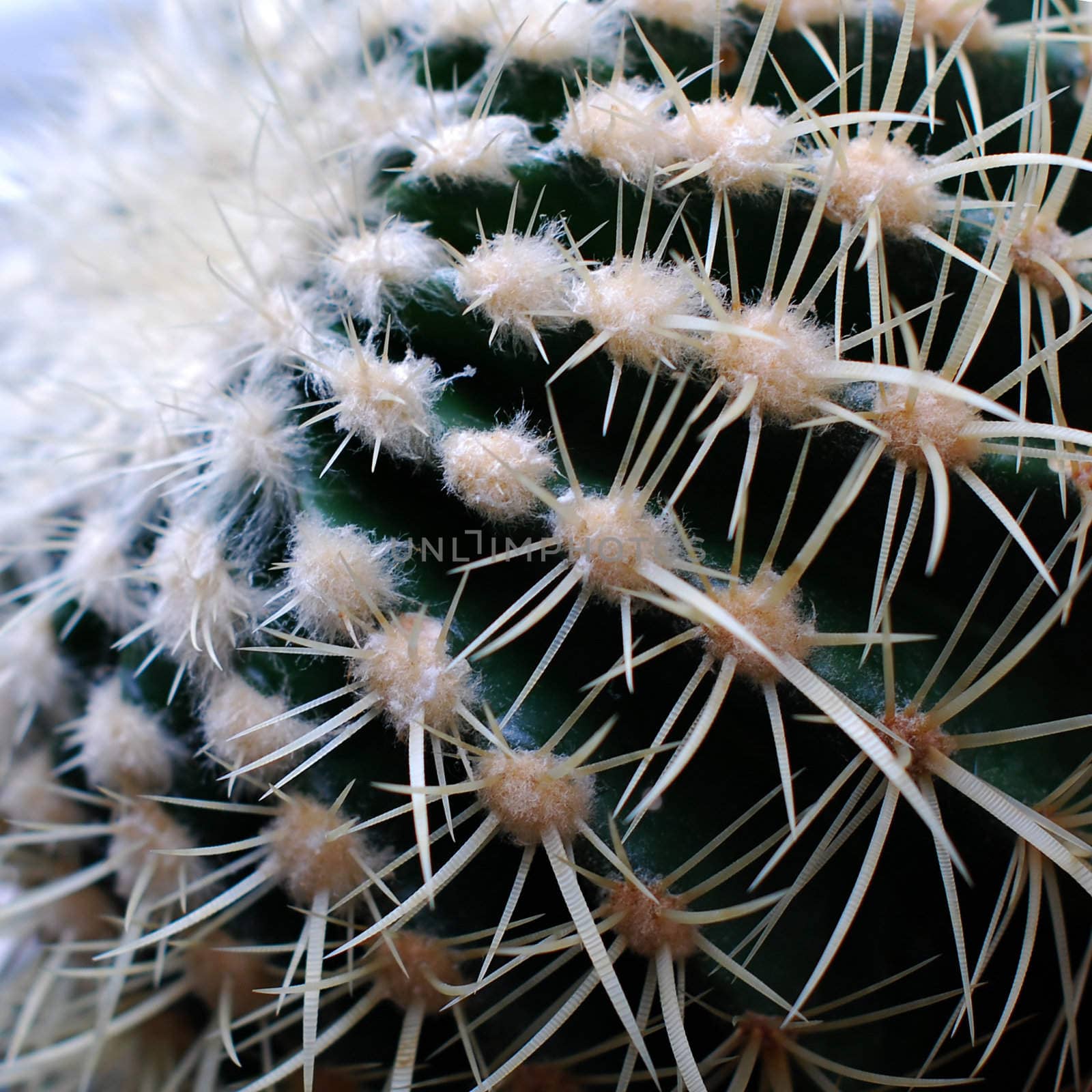 Cactus by Vac
