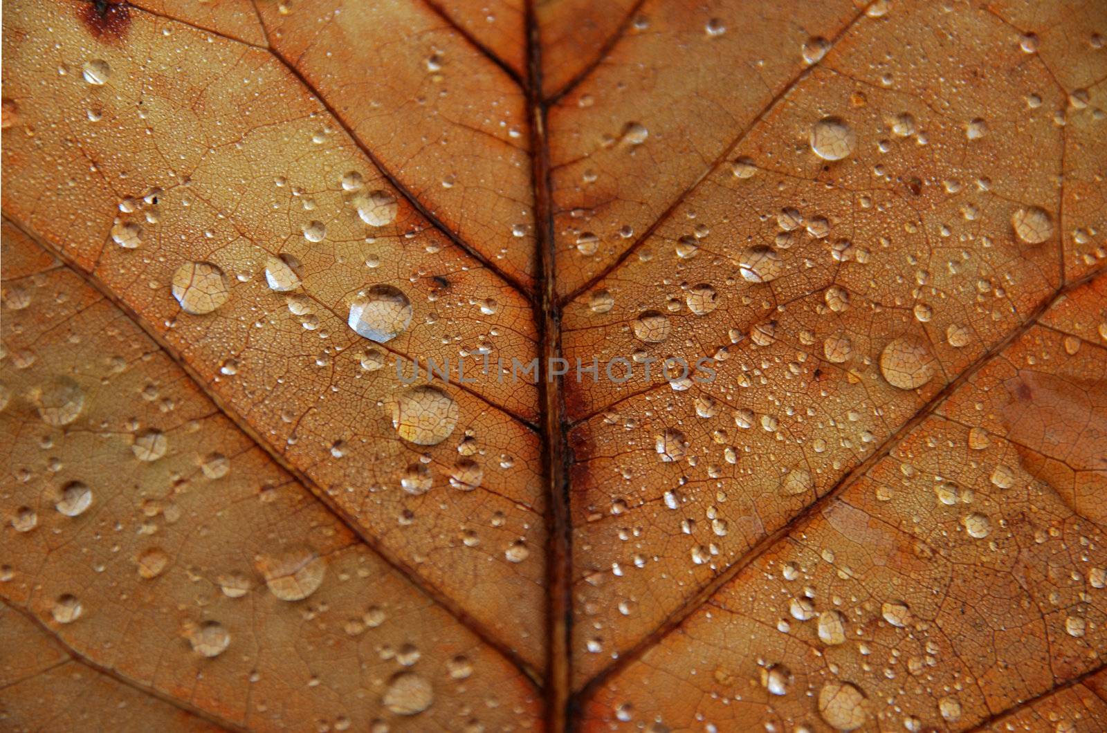 Leaf by Vac