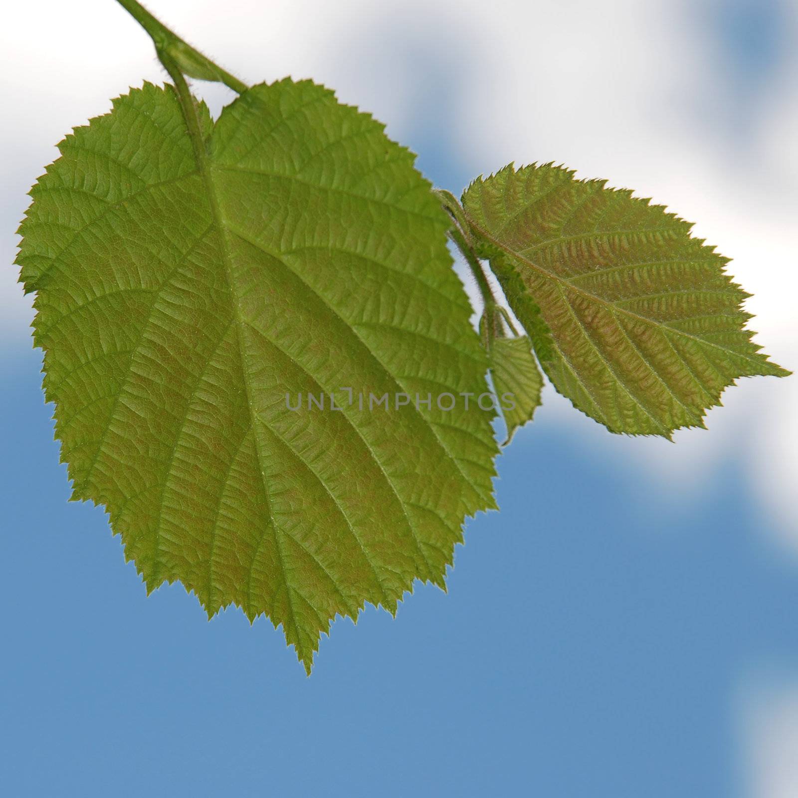 Green leaf on blue sky background