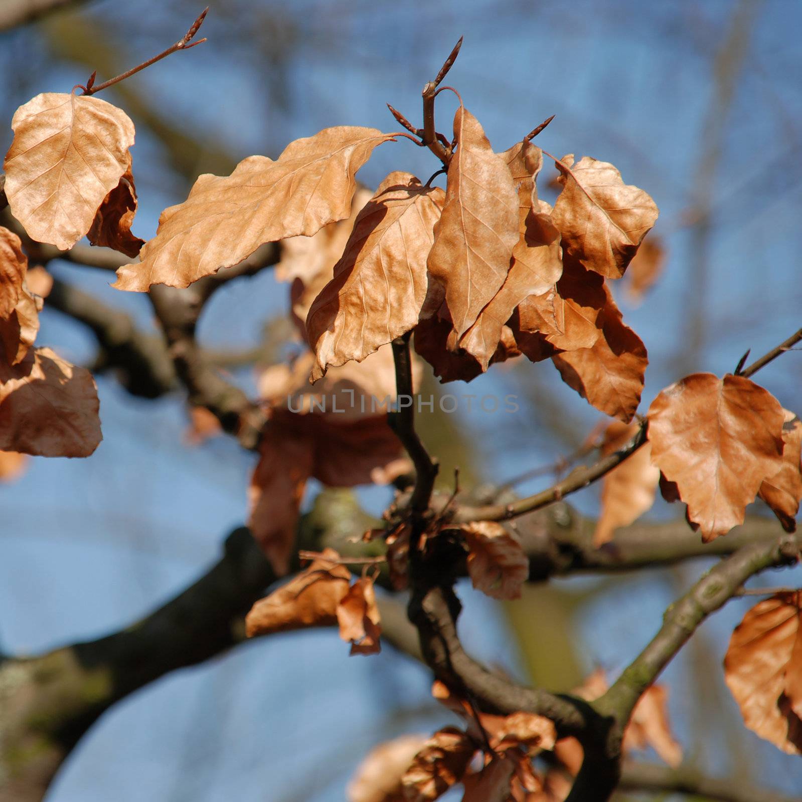 Dry brown leaves on blue sky background