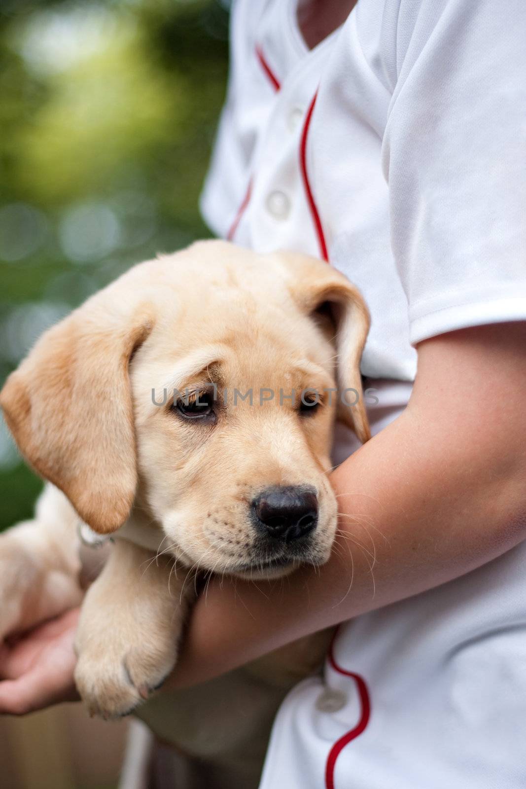 Close up of a cute yellow labrador puppy being held in the arms of a young boy. Shallow depth of field.