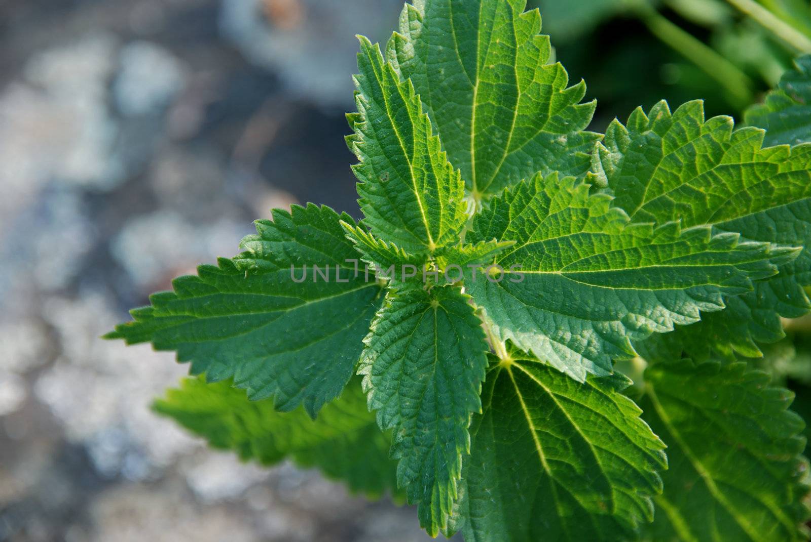 Fresh green mint plant with blurred background
