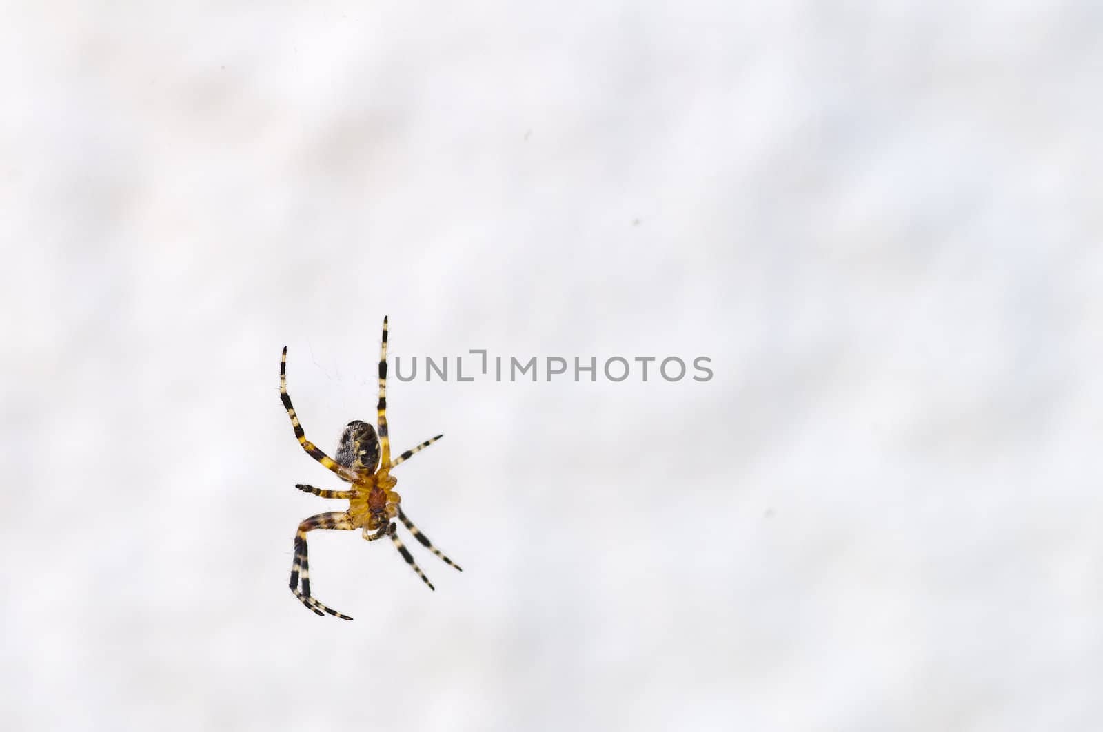 spider by Jochen