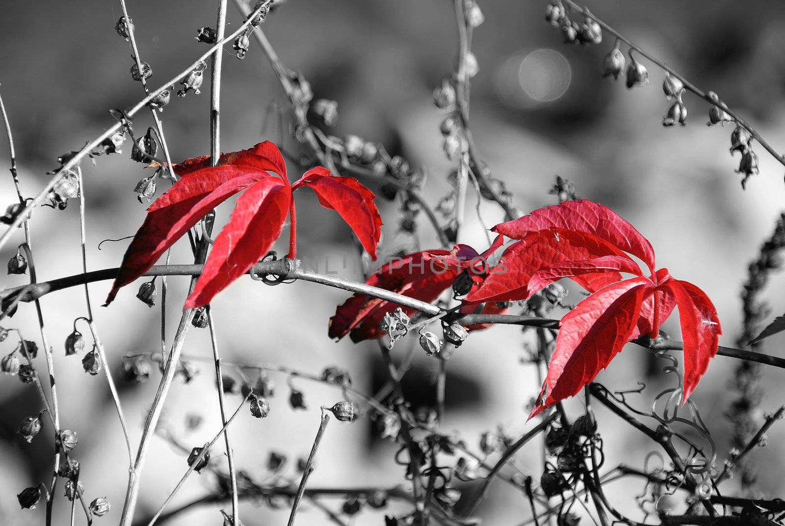 Red leaves on grey dry vegetation background