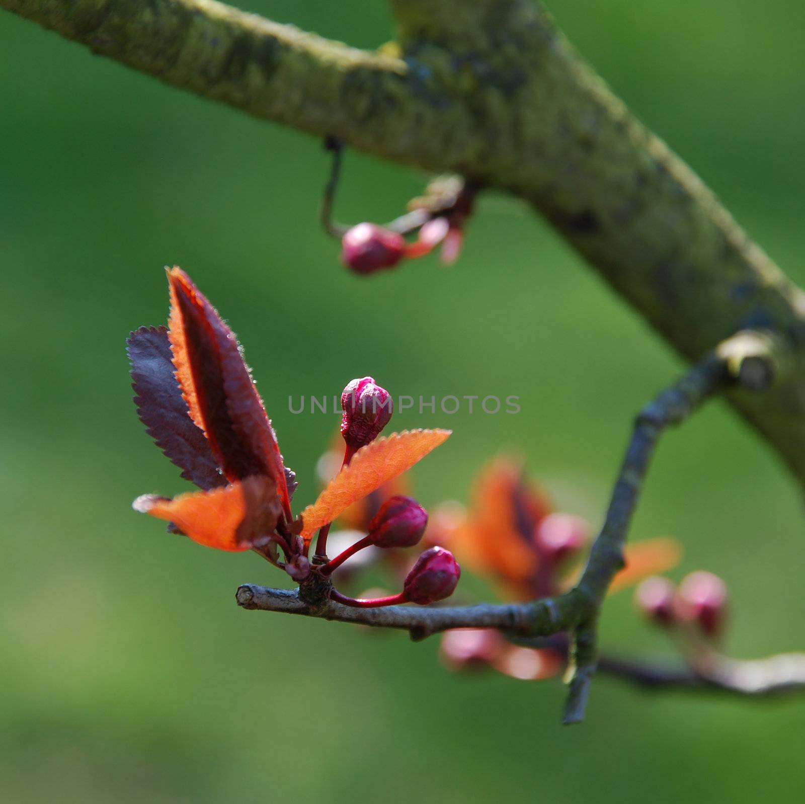 Early spring buds close-up